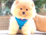 Krem Pomerani̇an Boo Erkek