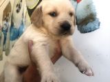Muhteşem Golden Retriever Yavrularımız