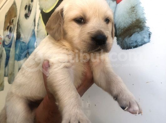 Muhteşem Golden Retriever Yavrularımız görsel