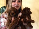 Tüy Dökmez Koku Yapmaz Efsane Toy Poodle Yavrularımız