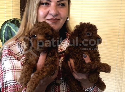 Tüy Dökmez Koku Yapmaz Efsane Toy Poodle Yavrularımız görsel