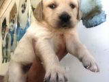 Muhteşem golden Retriever Yavrularımız