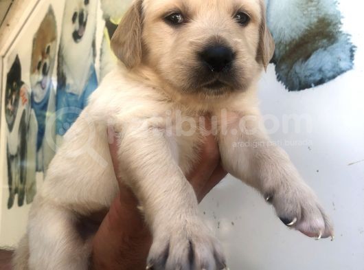 Muhteşem Golden Retriever Yavrularımız