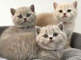 Safkan Bri̇ti̇sh Shorthai̇r Yavrularimiz