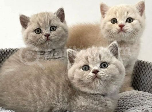 Safkan Bri̇ti̇sh Shorthai̇r Yavrularimiz görsel
