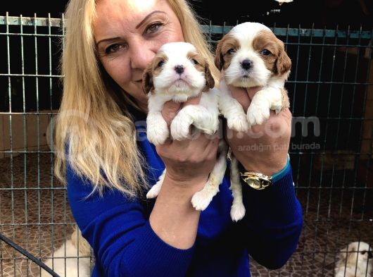 Şirin Sevimli Cavalier King Charles Yavrularımız görsel