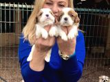 Şirin sevimli cavalier King Charles Yavrularımız
