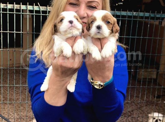Şirin sevimli cavalier King Charles Yavrularımız