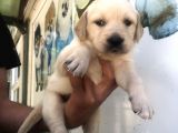 Muhteşem Golden Retriever Yavrularımız