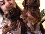 tüy dökmez koku yapmaz efsane toy Poodle Yavrularımız