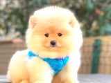Krem Pomerani̇an Boo Erkek