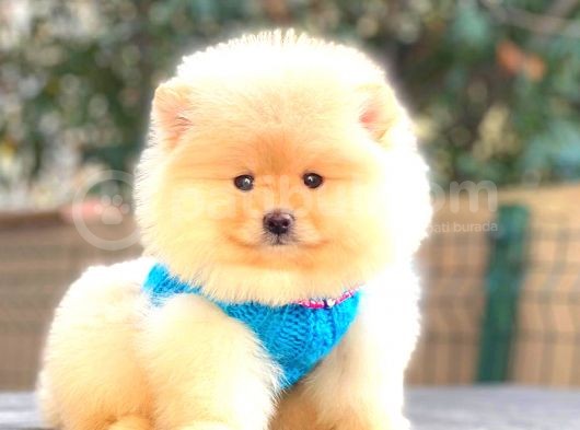 Krem Pomerani̇an Boo Erkek görsel