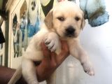 Muhteşem Golden Retriever Yavrularımız