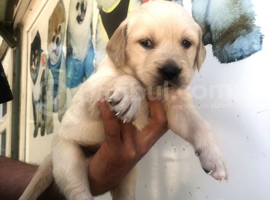 Muhteşem Golden Retriever Yavrularımız görsel