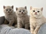 SAFKAN BRİTİSH SHORTHAİR YAVRULARIMIZ