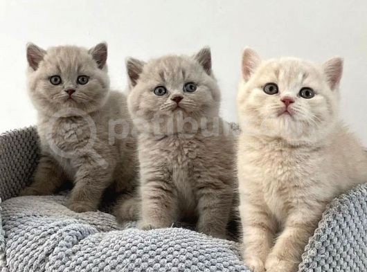Safkan Bri̇ti̇sh Shorthai̇r Yavrularimiz