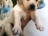 Muhteşem Golden Retriever Yavrularımız