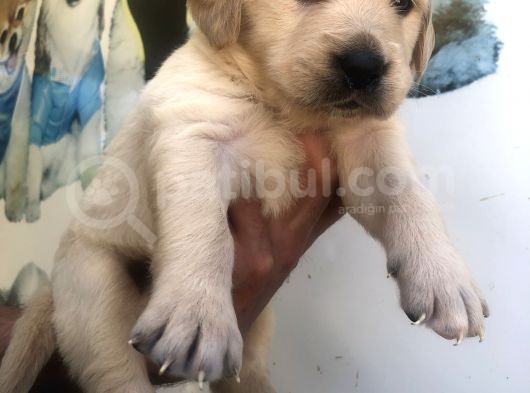Muhteşem Golden Retriever Yavrularımız görsel