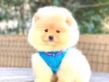 Krem Pomerani̇an Boo Erkek