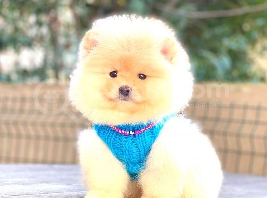 Krem Pomerani̇an Boo Erkek görsel