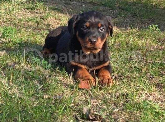Saf Kan Rottweiler Bebekler
