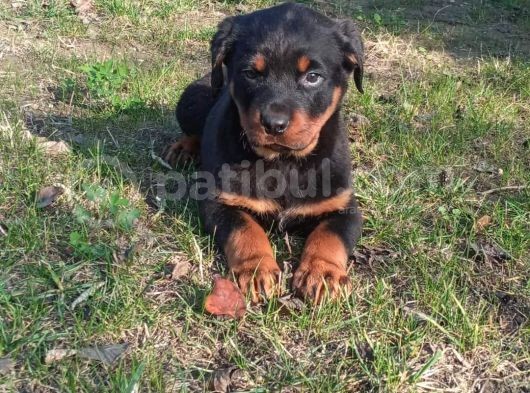 Saf Kan Rottweiler Bebekler görsel