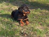 Saf Kan Rottweiler Bebekler