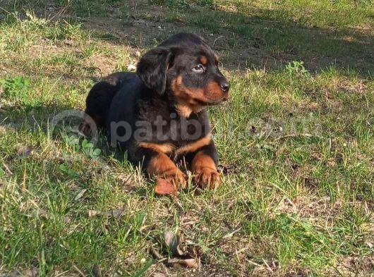 Saf Kan Rottweiler Bebekler görsel