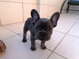 Harika french bebekler