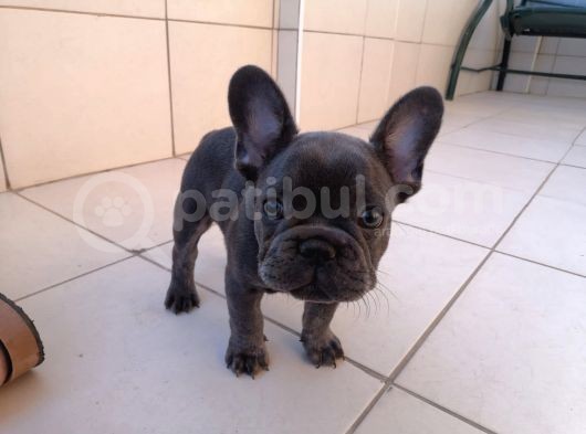 Harika French Bebekler