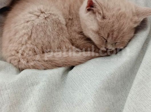 Tesli̇me Hazir Mi̇nnaklar görsel