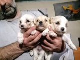 Muhteşem Maltipoo Anne altından rezerve bebekler
