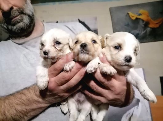 Muhteşem Maltipoo Anne Altından Rezerve Bebekler