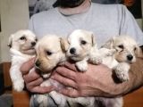 Muhteşem Maltipoo Anne Altından Rezerve Bebekler