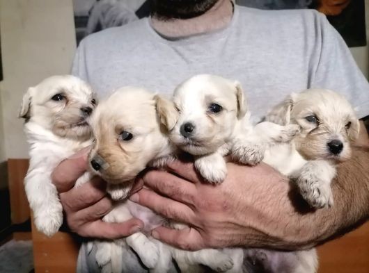 Muhteşem Maltipoo Anne Altından Rezerve Bebekler görsel