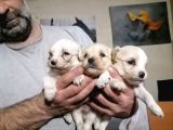 Muhteşem Maltipoo Anne Altından Rezerve Bebekler