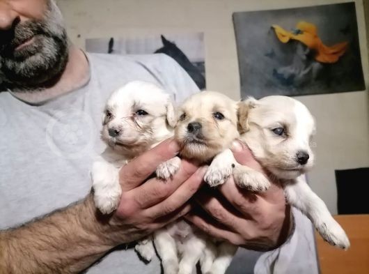 Muhteşem Maltipoo Anne Altından Rezerve Bebekler görsel