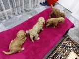 Efsane Toy Yavrular Gel Bak Anne Baba Gör Al