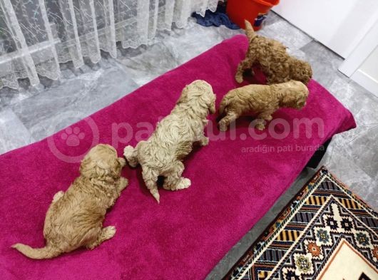 Efsane Toy Yavrular Gel Bak Anne Baba Gör Al görsel