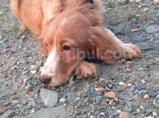 Güzel Kızımız Leydi görsel