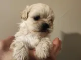 Anne altından, sıfır numara Maltipoo yavrularım