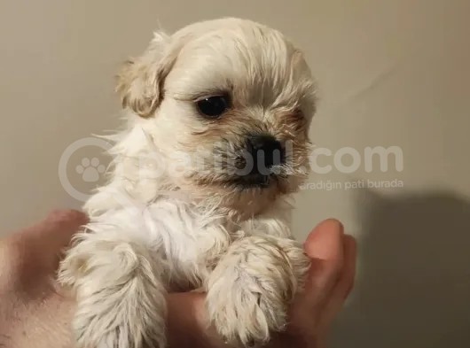 Anne Altından, Sıfır Numara Maltipoo Yavrularım