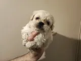 Anne Altından, Sıfır Numara Maltipoo Yavrularım
