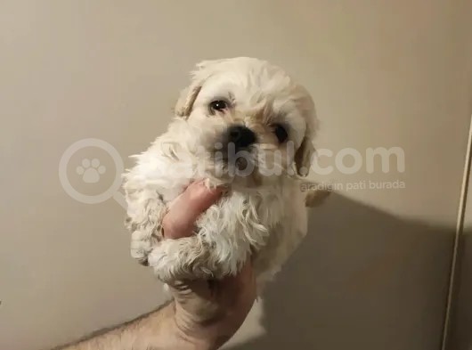 Anne Altından, Sıfır Numara Maltipoo Yavrularım görsel