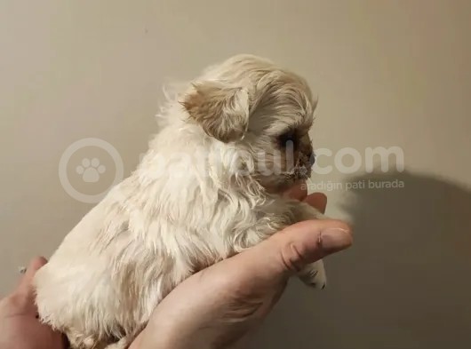 Anne Altından, Sıfır Numara Maltipoo Yavrularım görsel