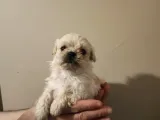 Anne Altından, Sıfır Numara Maltipoo Yavrularım