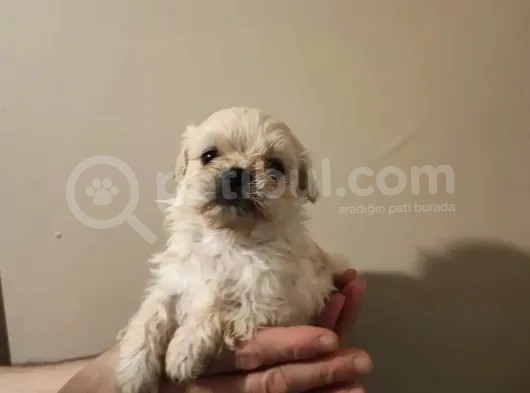 Anne Altından, Sıfır Numara Maltipoo Yavrularım görsel