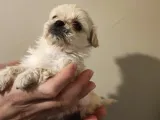 Anne Altından, Sıfır Numara Maltipoo Yavrularım