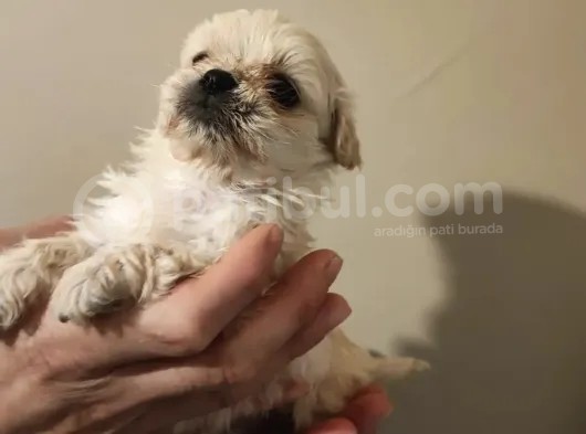 Anne Altından, Sıfır Numara Maltipoo Yavrularım görsel