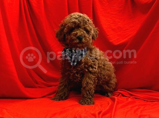 Safkan Toy Poodle Yavrularımız